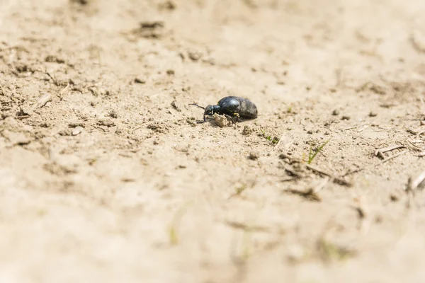 Meloe proscarabaeus — Stok fotoğraf