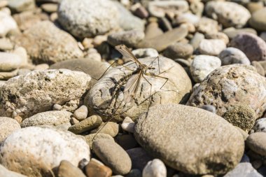 Böcek (Tipula sp.) Diptera düzenin