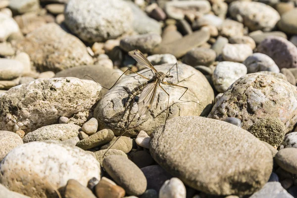 Böcek (Tipula sp.) Diptera düzenin