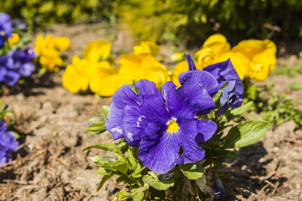Pensamiento (Viola wittrockiana Gams, jardín pensamiento Viola tricolor var Hortensis) — Foto de Stock