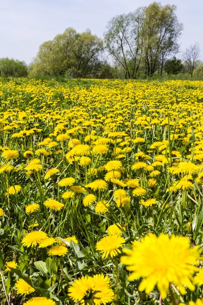 Taraxacum officinale (diente de león común, diente de león) en el prado —  Fotos de Stock