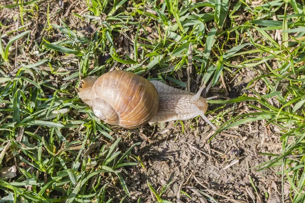 Bovenaanzicht van een slak — Stockfoto