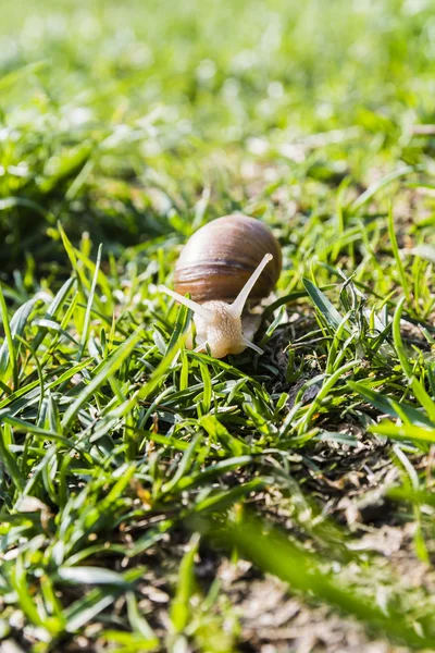 Helix pomatia (caracol de Borgoña, caracol romano, caracol comestible, caracol escarlata ) —  Fotos de Stock