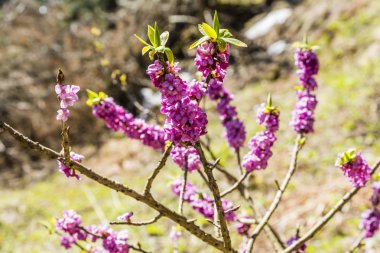 Daphne mezereum, Şubat daphne, mezereon, mezereum, spurge defne, spurge zeytin