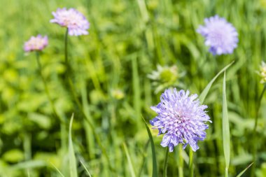 Knautia arvensis (alan Scabious)
