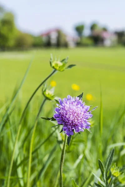 Polní strupy (knautia arvensis) — Stock fotografie