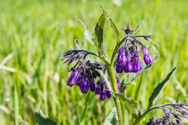 Symphytum officinale L. - Flower — Stock Photo, Image