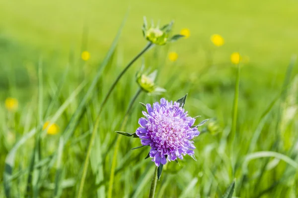 Inflorescence Knautia arvensis (Field Scabious) — Stock Photo, Image