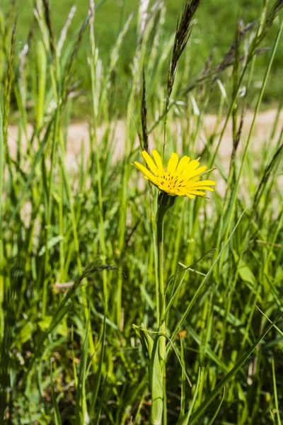 Kozibród łąkowy (łąka salsefii, efektowne Goat's-beard, łąka Goat's-beard lub Jack-go-to-bed-at-noon) — Zdjęcie stockowe