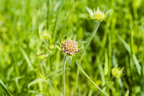 Молодые побеги цветка полевого чесоточного (Knautia arvensis) ) — стоковое фото