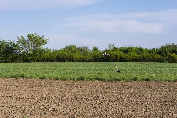White Stork (Ciconia ciconia) on a crop field — Stock Photo, Image