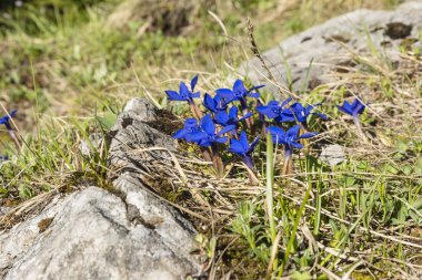 Canlı mavi çiçekler