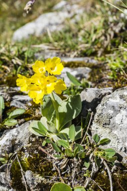 Primula auricula L. (auricula, dağ çiçeği, ayı'nın kulak)