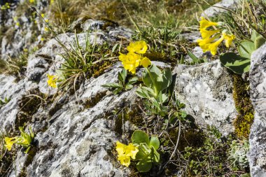 Primula auricula L. (auricula, dağ çiçeği, ayı'nın kulak) bir kalker temel büyüyen