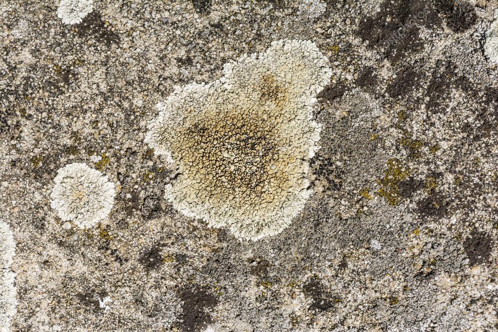 Crustose lichen on concrete — Stock Photo © gubernat 72836775