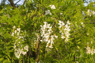 Robinia pseudoacacia L. (siyah akasya çiçekler)