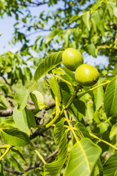 Due frutta di una noce — Foto Stock