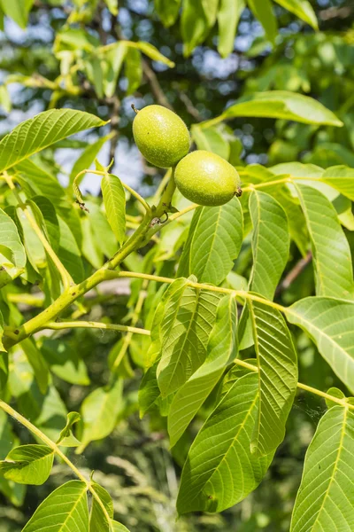 Frutta noce — Foto Stock