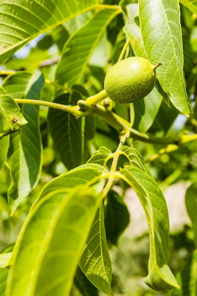 Fruit walnoot — Stockfoto