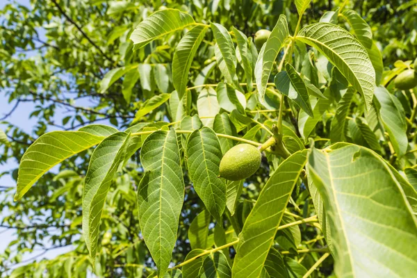 Feuilles et jeunes fruits noix — Photo