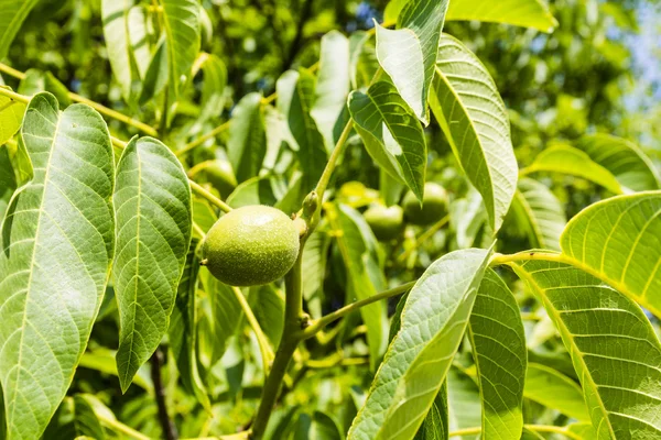 Grüne Frucht einer Walnuss — Stockfoto