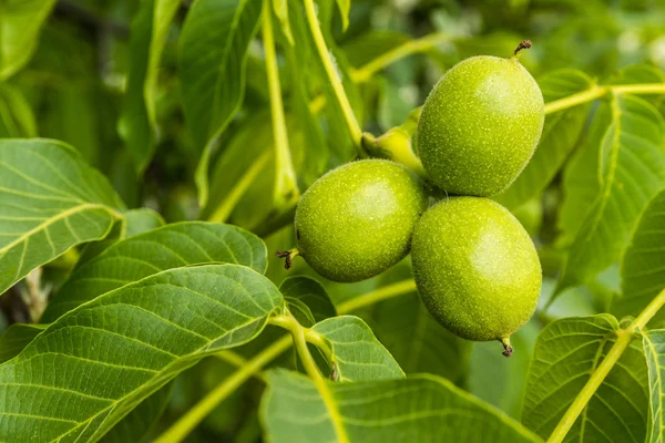 Три зеленых фрукта грецкий орех — стоковое фото