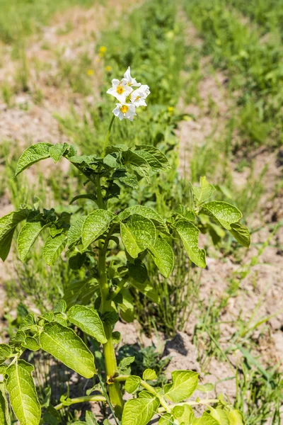 Blomstrende blomster av potet – stockfoto