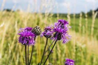 Centaurea scabiosa L. (daha büyük Knapweed) 