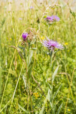 Centaurea jacea L. (kahverengi knapweed, brownray knapweed)