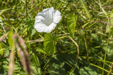 Çok yıllık bitkilerin yaygın türü