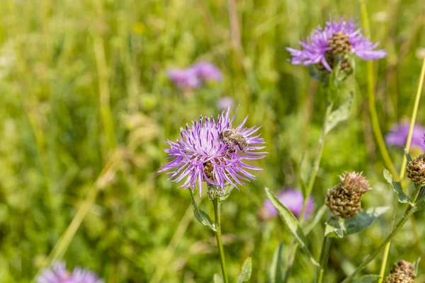 Biene auf einem Blütenzentaurea jacea (brauner Tornister, brauner Rochen-Tornister)) — Stockfoto