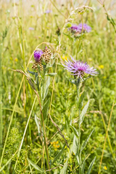 Centaurea jacea l. (Brauner Tornister, Brauner Rochen-Tornister)) — Stockfoto