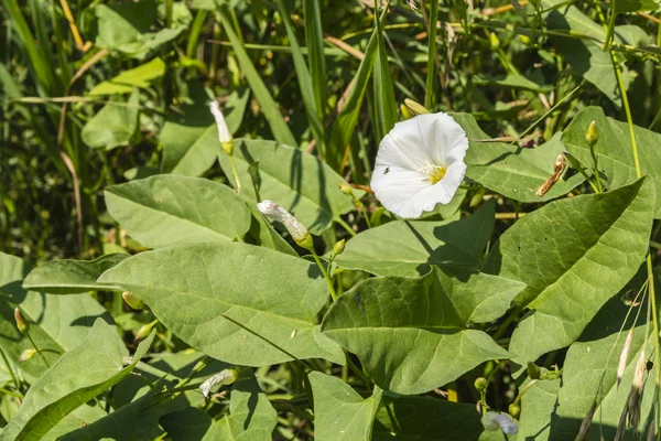 Bindweed blomstrer på engen – stockfoto