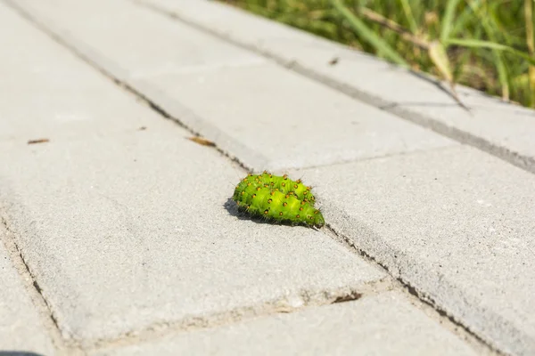 Caterpillar op de straatstenen — Stockfoto