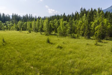 Mire (quagmire, peatland)