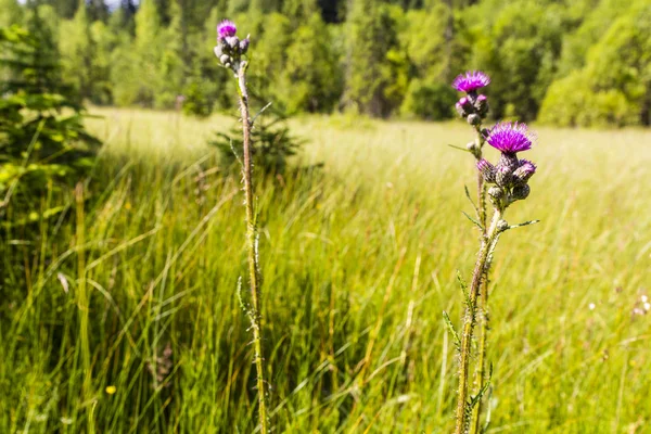 Plumas cor de rosa de flores Cirsium palustre (L.) Scop. (cardo de pântano, cardo de pântano europeu ) — Fotografia de Stock