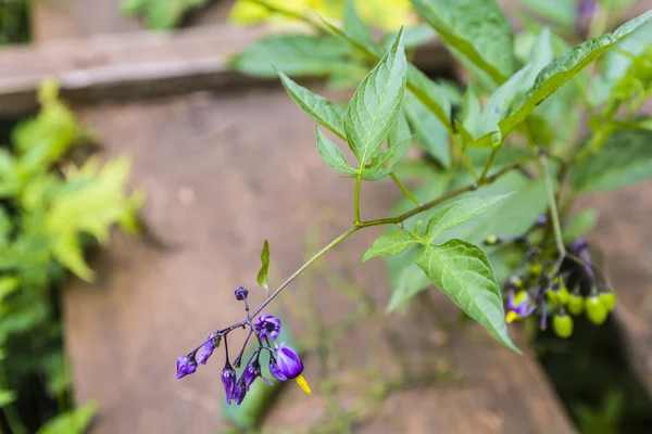 Solanum dulcamara (bittersweet, bittersweet nightshade, bitter nightshade, blue bindweed, Amara Dulcis, climbing nightshade, fellenwort, felonwood, poisonberry, poisonflower, scarlet berry, snakeberry — Stock Photo, Image