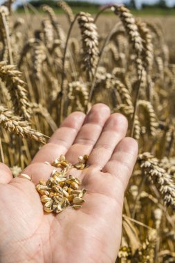 Kulakları karşı taraftan buğday tanesi