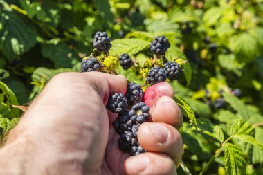 Malzeme çekme Rubus (böğürtlen)