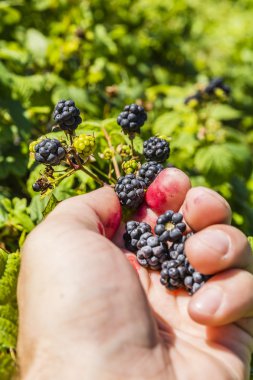 böğürtlen toplama