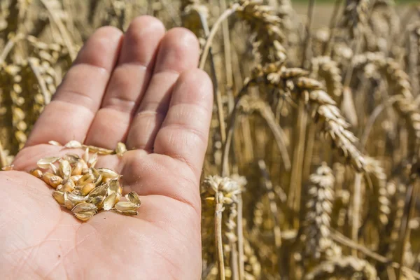 Maturing grain of wheat on hand against ears — Stok Foto