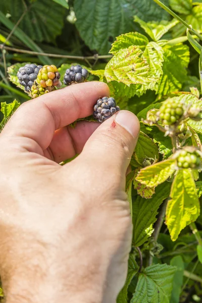 Zbierając owoce Rubus sp — Zdjęcie stockowe