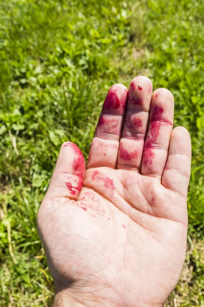 La mano era jugo sucio de la fruta de la mora — Foto de Stock