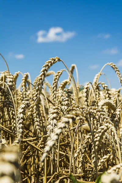 Mematangkan gandum — Stok Foto