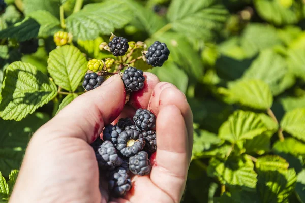 Picking blackberries ripe fruit — Stock Photo, Image