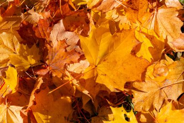 Altın akçaağaç yapraklarının doğal bir deseni çimlere düşüyor..