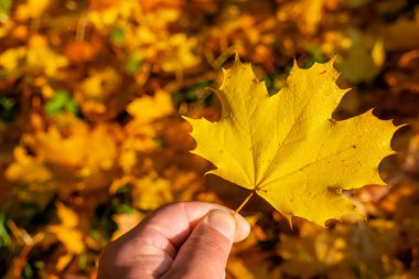 Bir akçaağaç yaprağı. Güneş ışınlarında erimiş buz var..