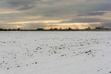 İlk karla kaplı alan bitkileri