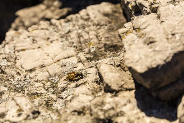 Bir rock güneşin tadını çıkarma üzerinde yaban arısı