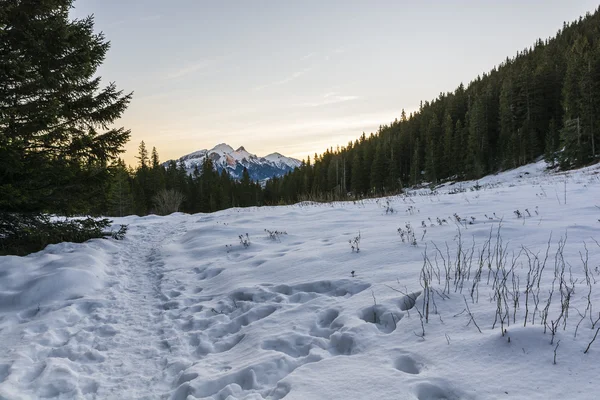 Trail through the snow-covered clearing — Stock Photo, Image